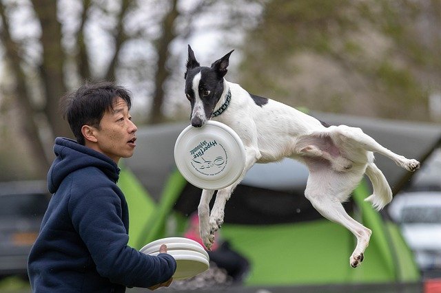 zábava s dogfrisbee
